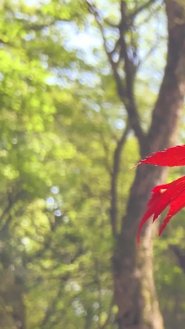 真实的秋景枫叶变红了视频的预览图