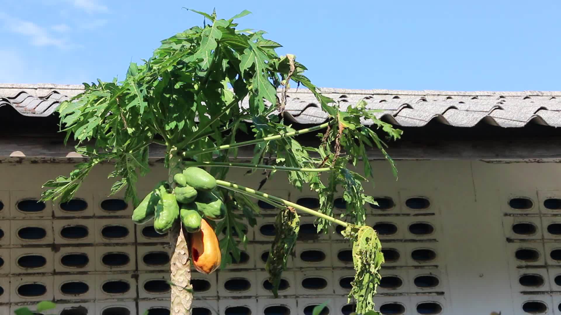 风天木瓜植物独立视频的预览图
