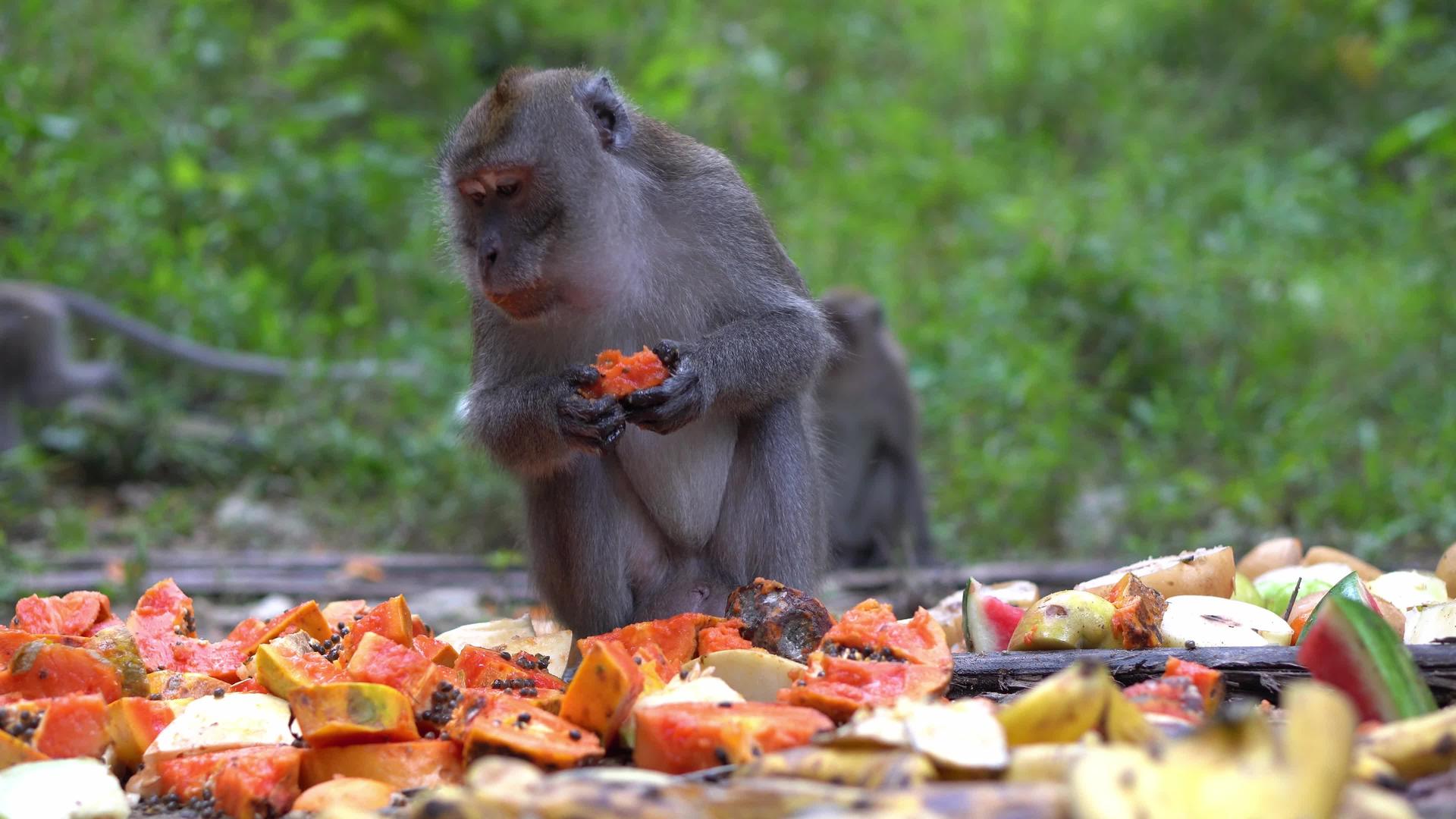 猴吃木瓜果视频的预览图
