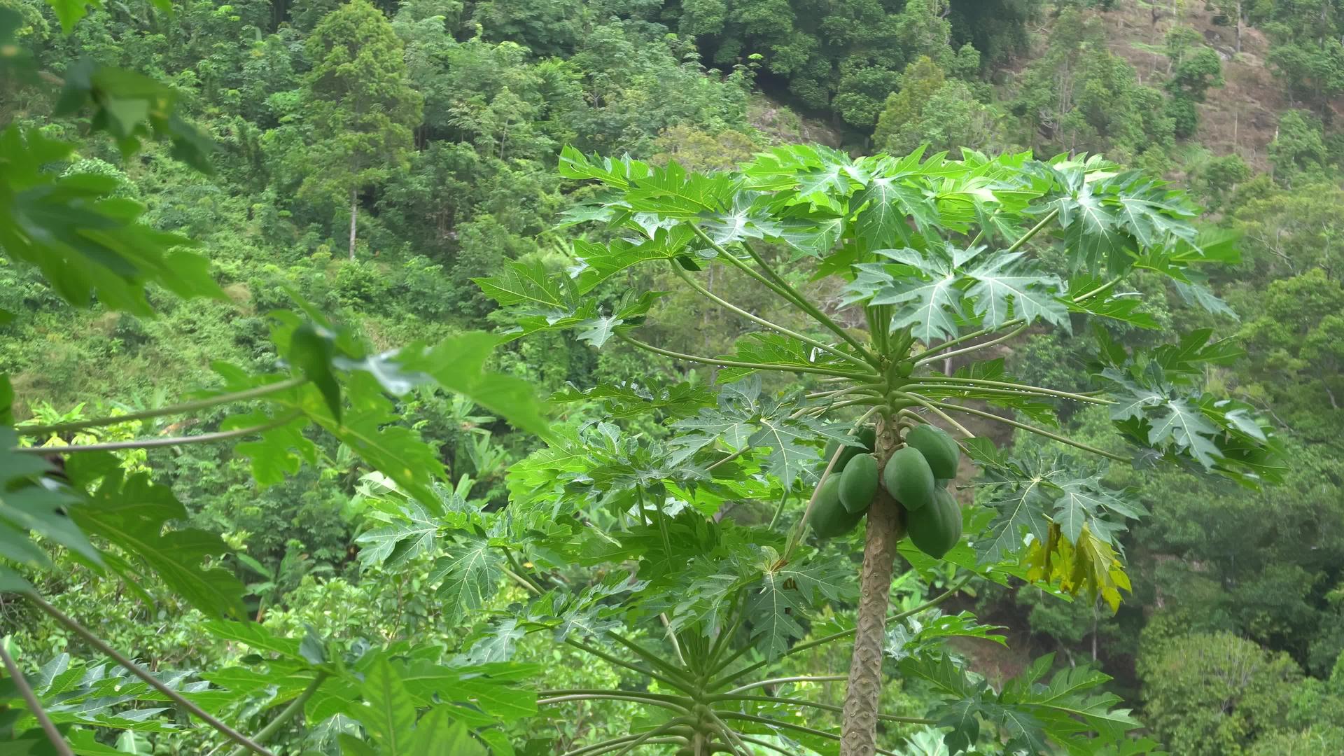 绿色种植木瓜果视频的预览图