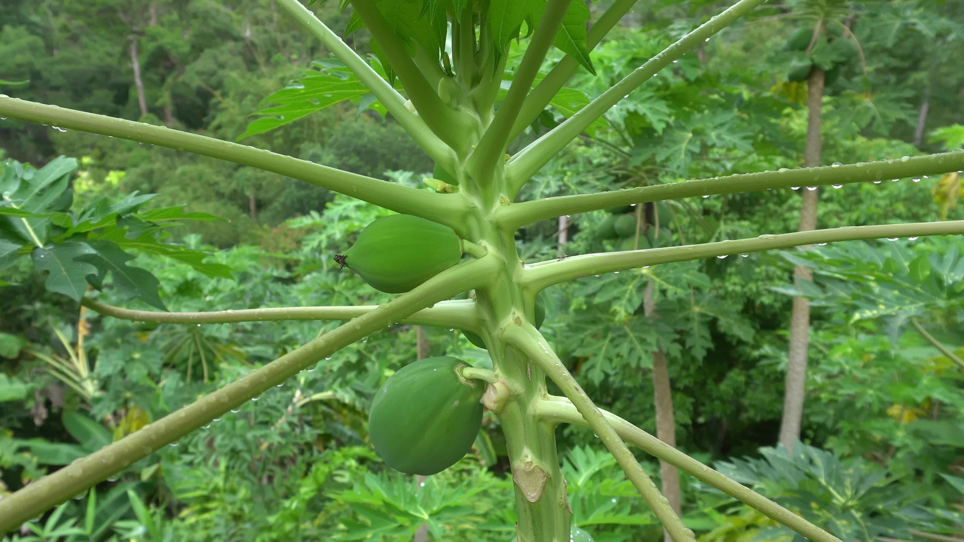 木瓜果生长在树上视频的预览图