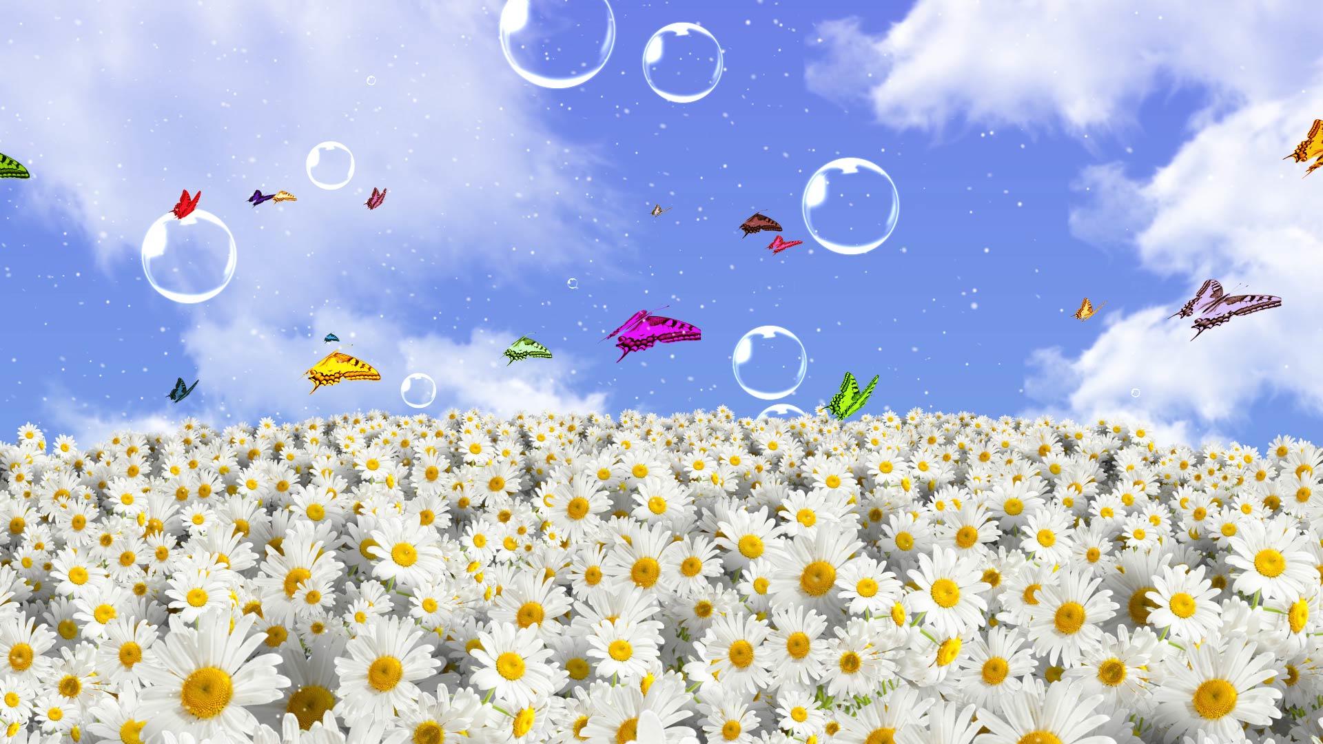 蓝天气泡上升菊花花海背景视频的预览图