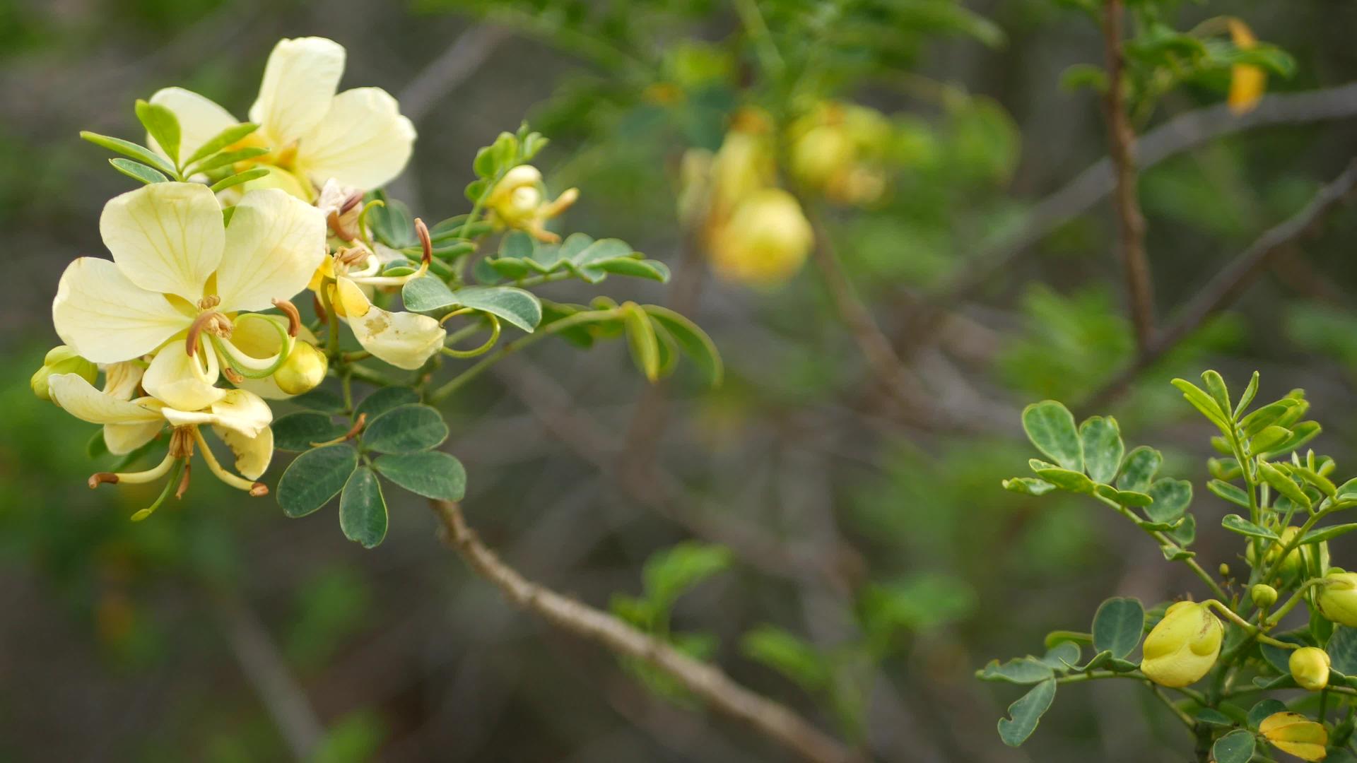 美国加州花园里的黄色番泻花决明子蜡烛木春天视频的预览图