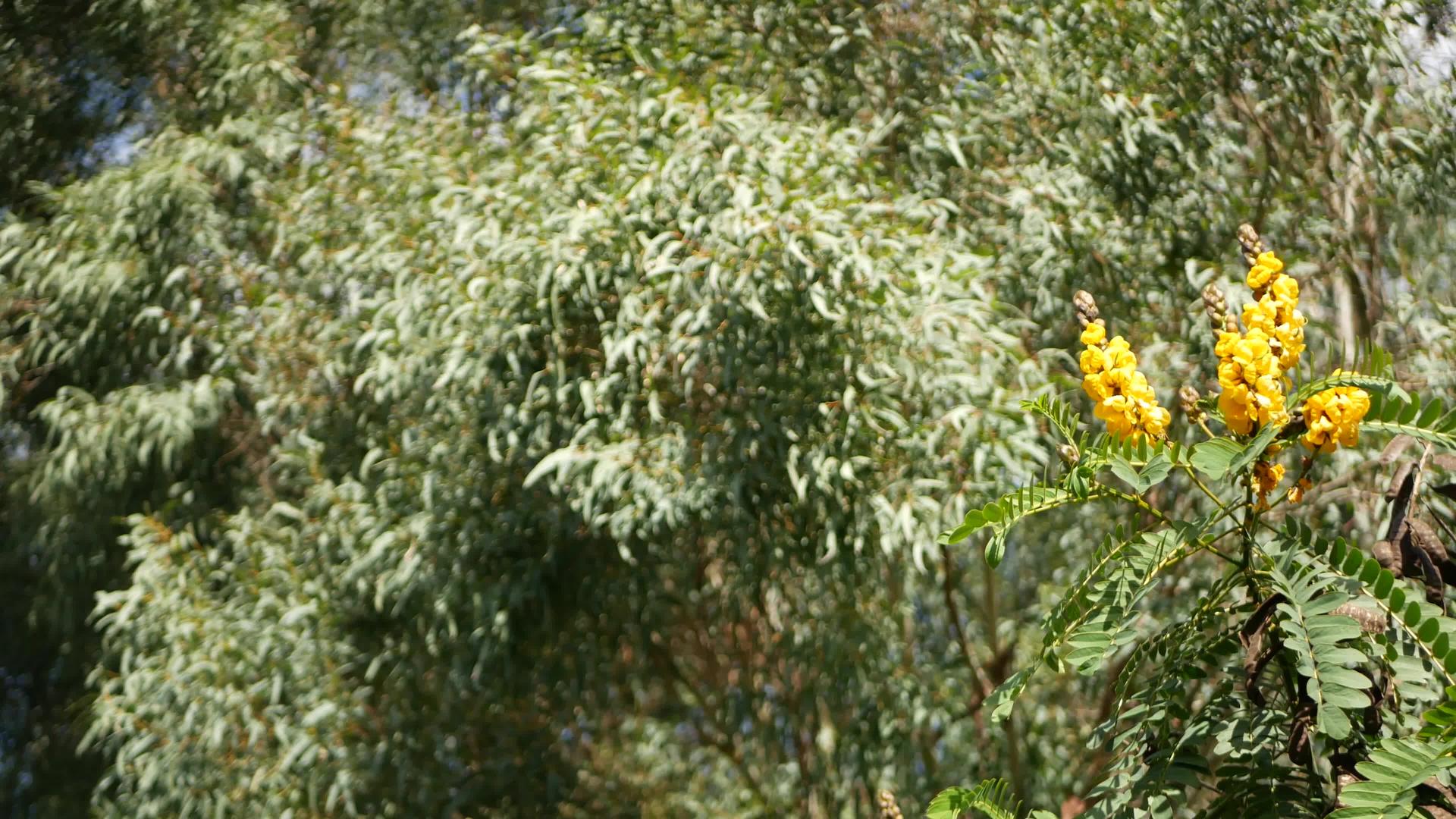 非洲番泻花在美国加州从事园艺和天然植物特写视频的预览图
