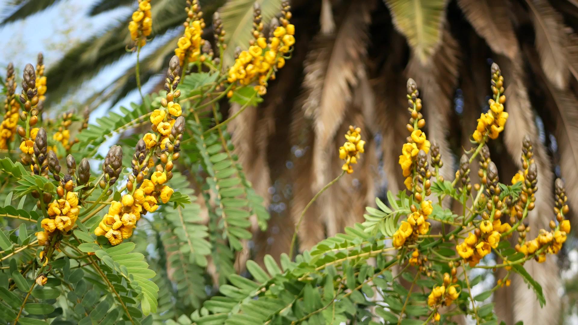 非洲番泻花在美国加州从事园艺和天然植物特写视频的预览图
