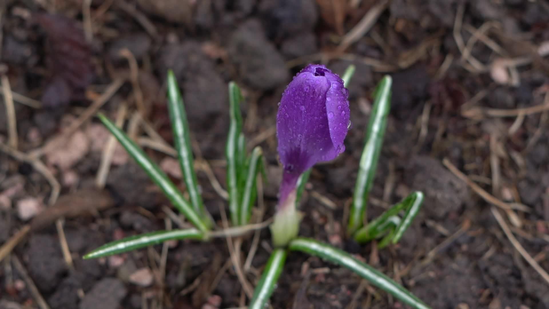 雨滴中美丽的紫色花朵关闭了顶部的风景视频的预览图