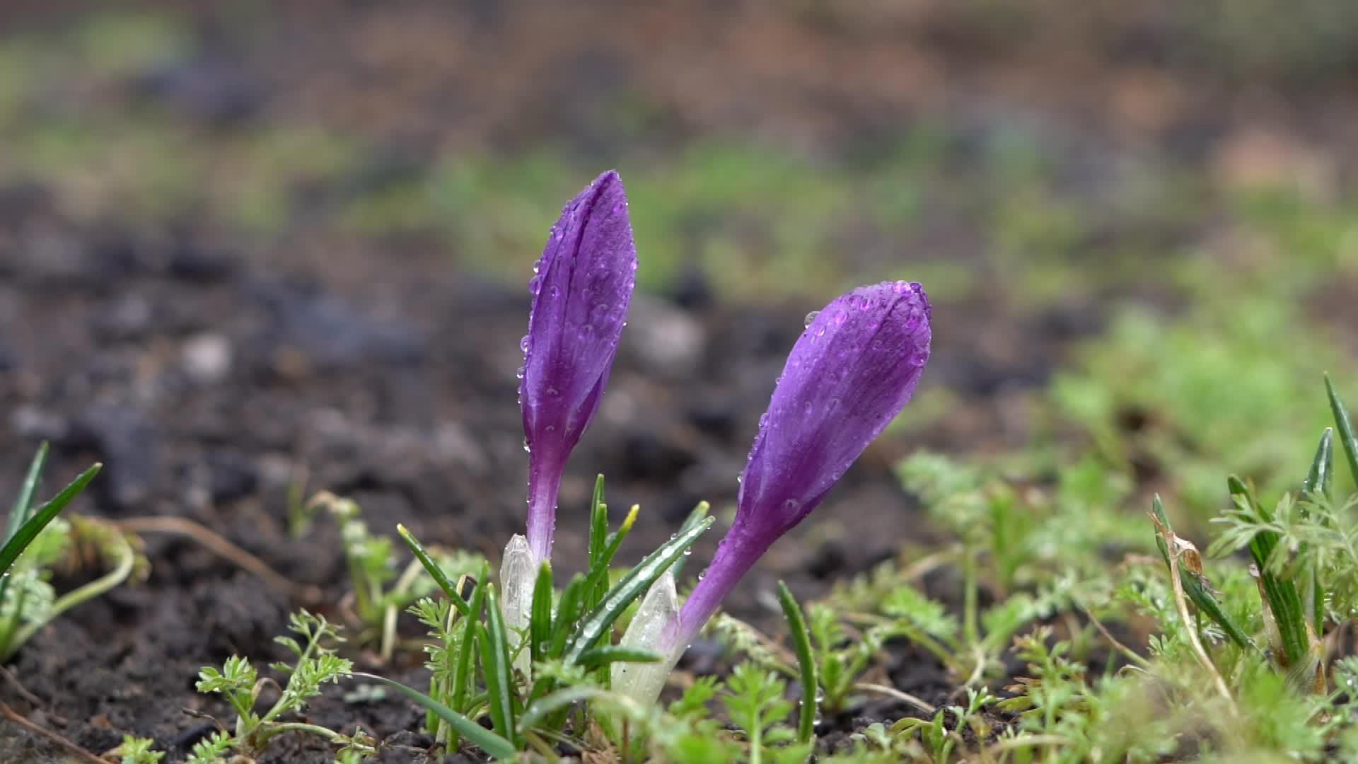 雨滴中美丽的紫色花朵紧闭视频的预览图