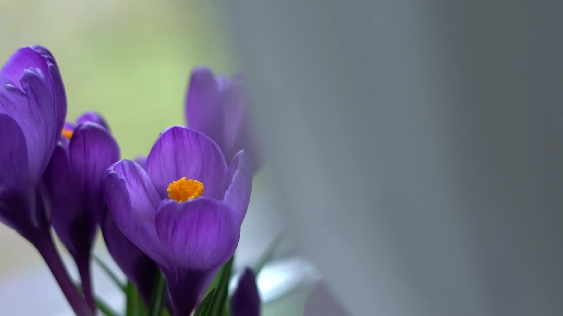 窗台上美丽明亮的花朵紧贴着紫色的花朵视频的预览图