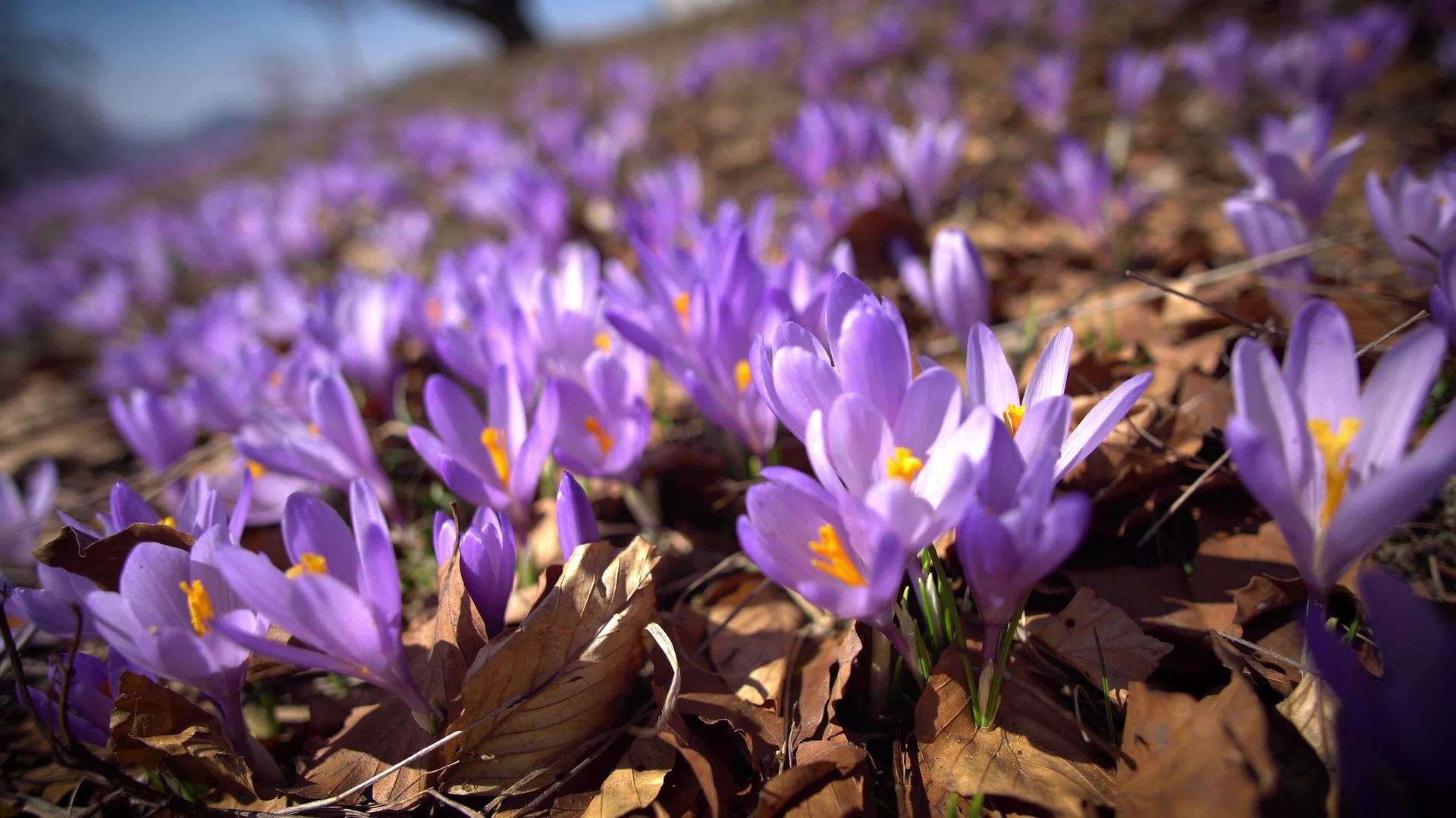 春初的紫色科姆斯花视频的预览图