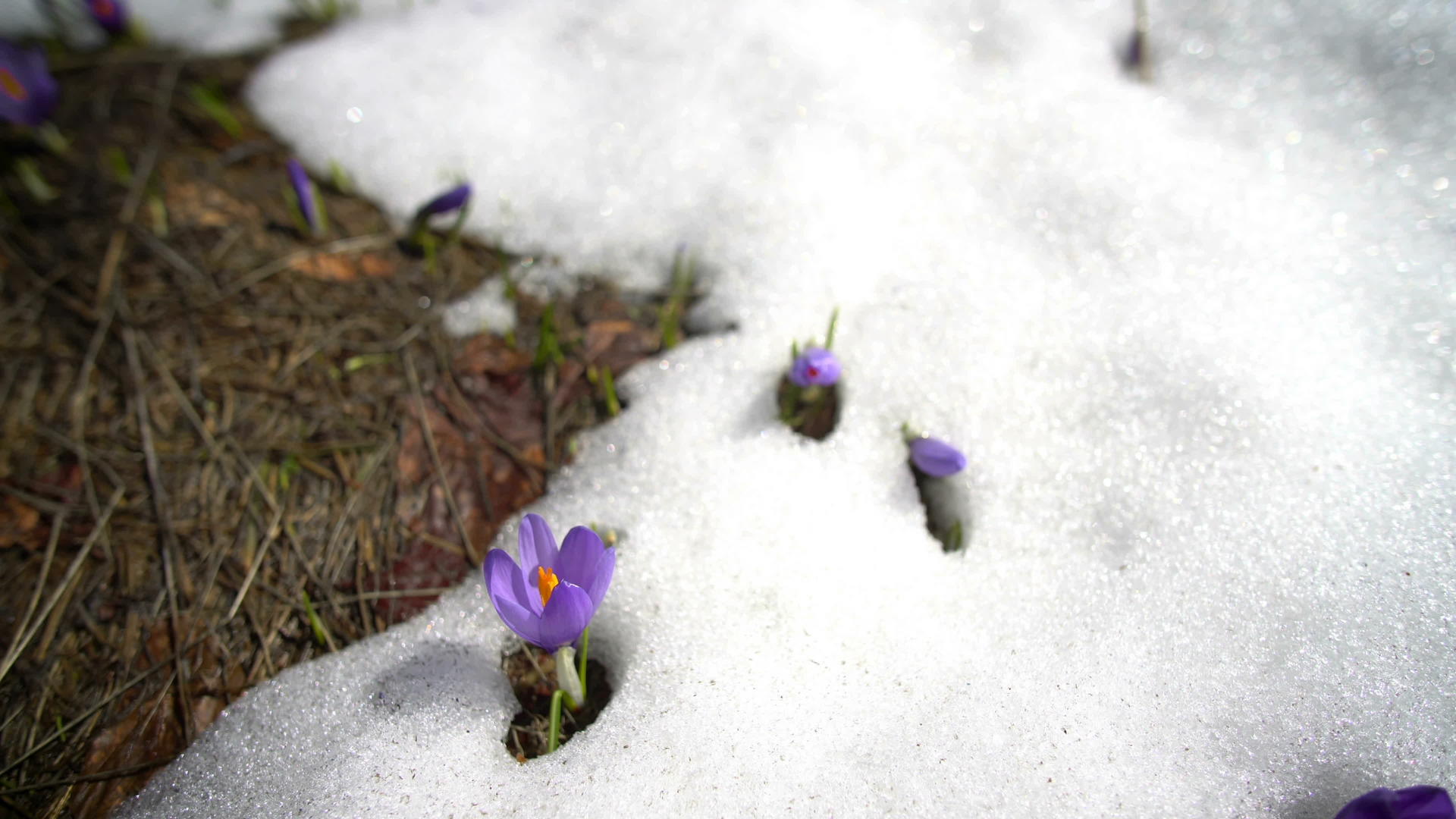 美丽的野生紫花在雪地里视频的预览图