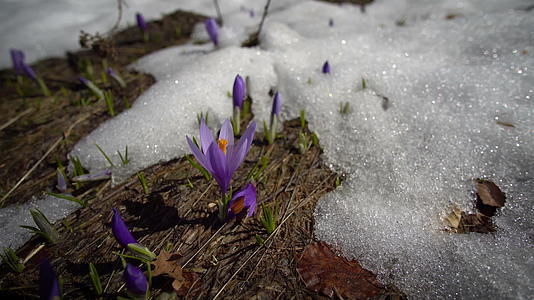 蓝藏红花crocus第一个春天花在最后的雪中盛开视频的预览图