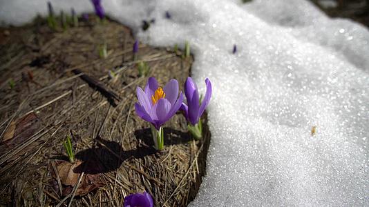 春天雪地草原上的紫色花朵视频的预览图
