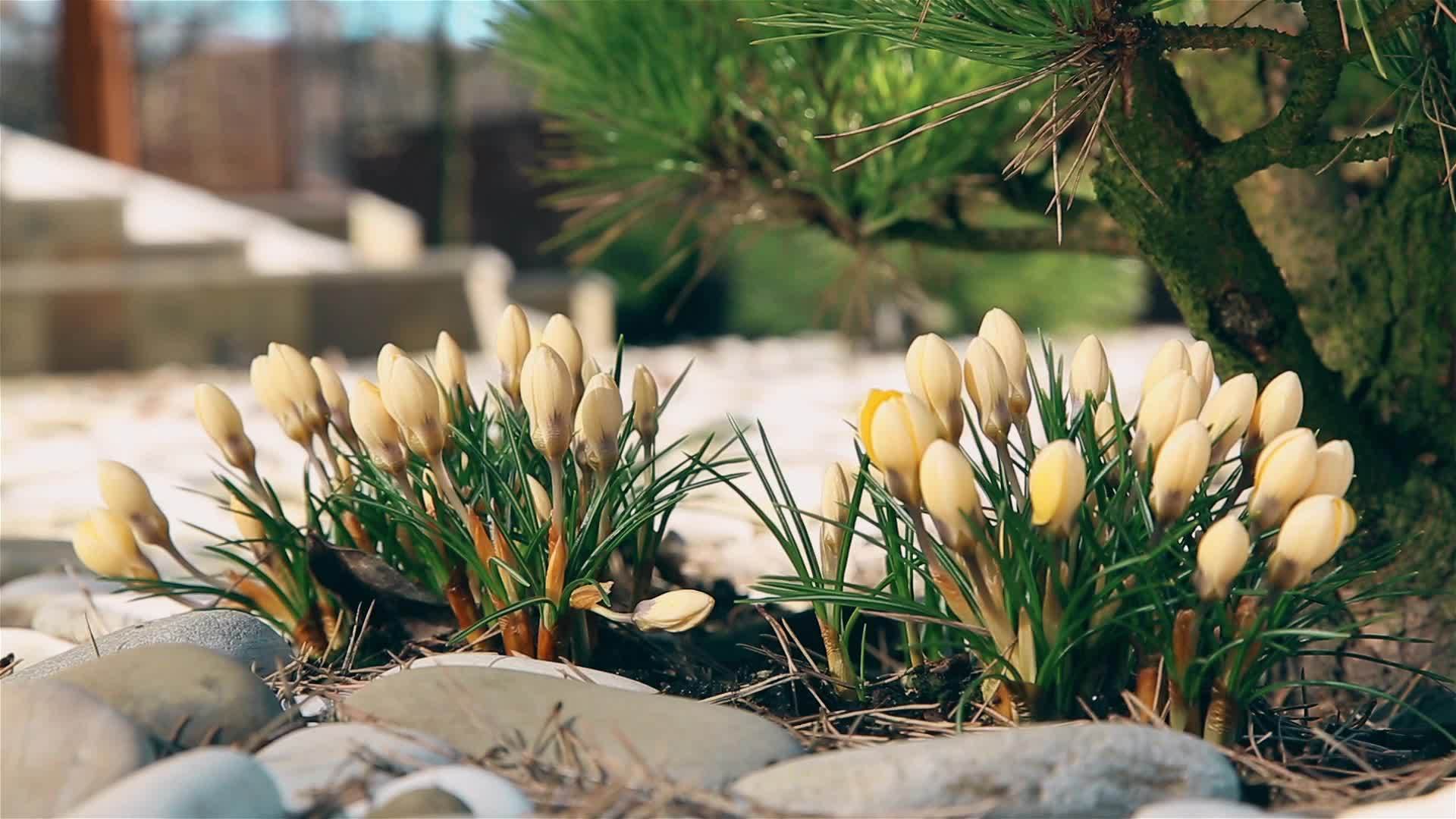 清春初春黄花在金灌木旁下雪视频的预览图
