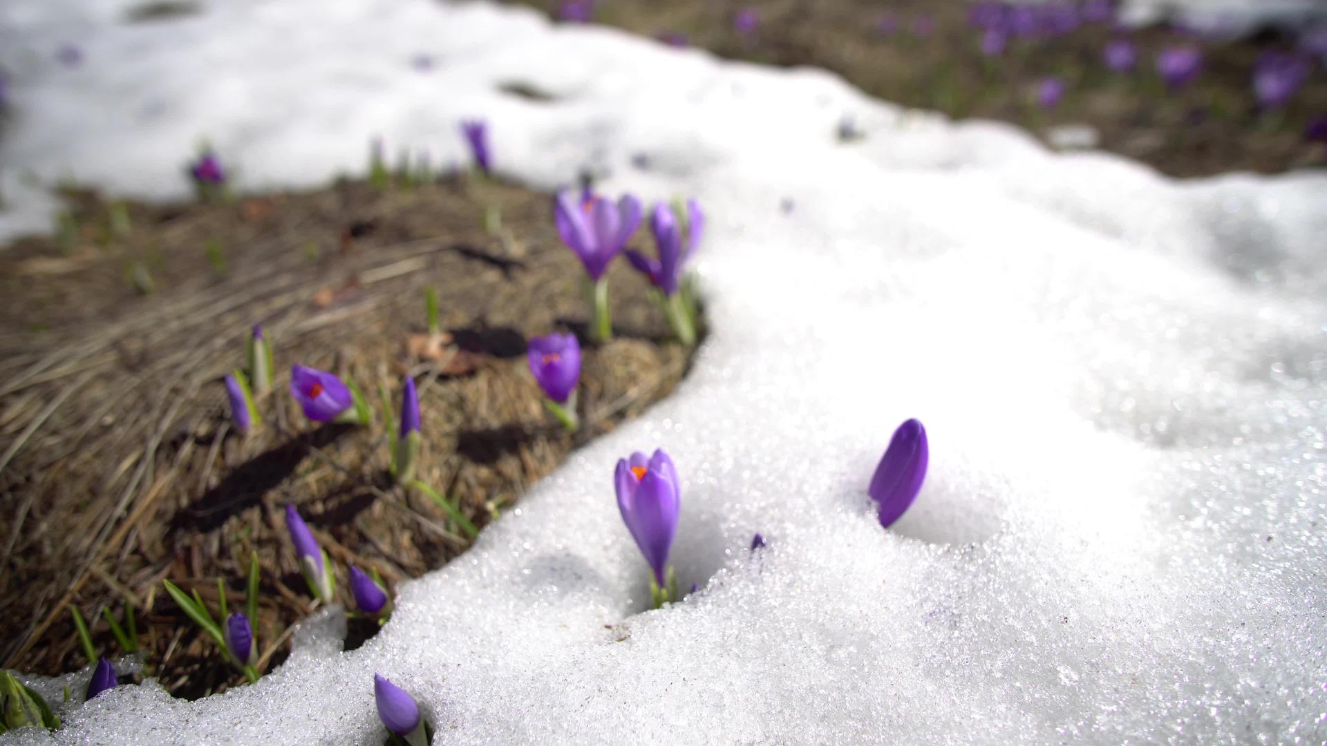 下雪时的春曲阳光照耀着视频的预览图