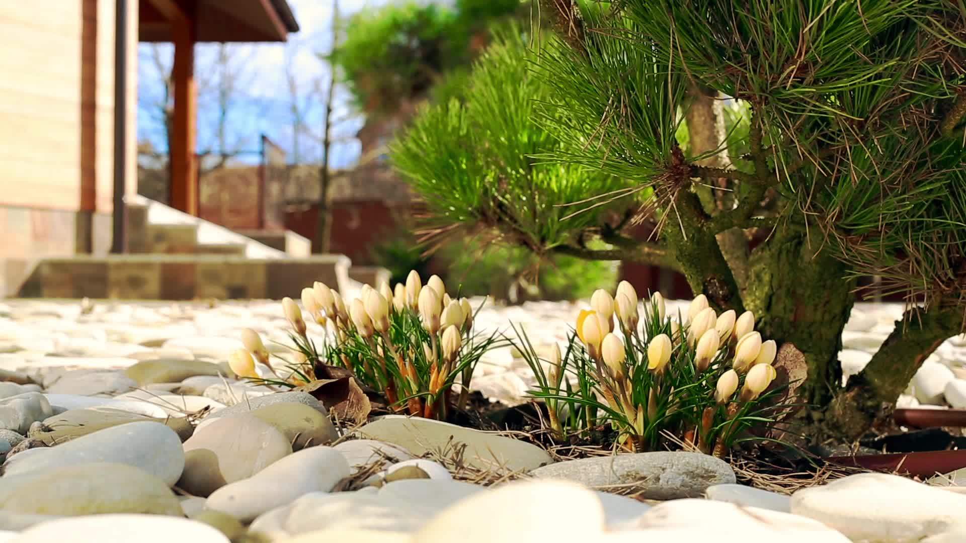 清春初春黄花在金灌木旁下雪视频的预览图