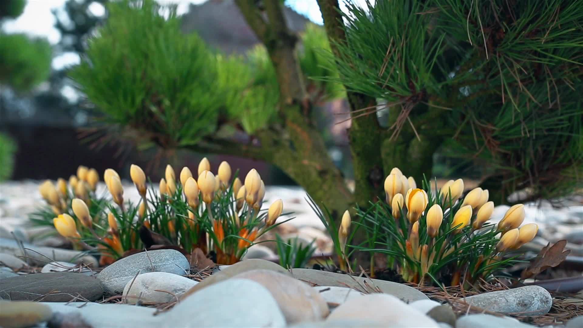 初春在私人住宅附近开花视频的预览图