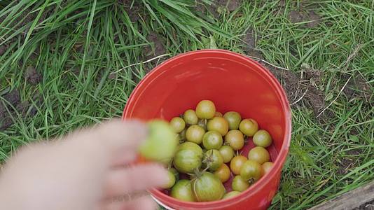 在红桶中慢慢收获未成熟的绿色番茄视频的预览图