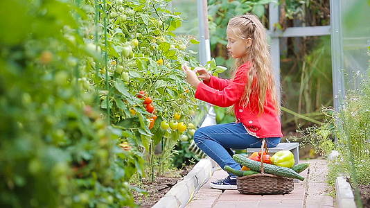 这个可爱的小女孩在温室里收集黄瓜和西红柿孩子手里拿着红色的视频的预览图