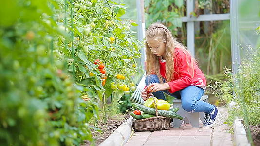 这个可爱的小女孩在温室里收集黄瓜和西红柿孩子们手里拿着视频的预览图