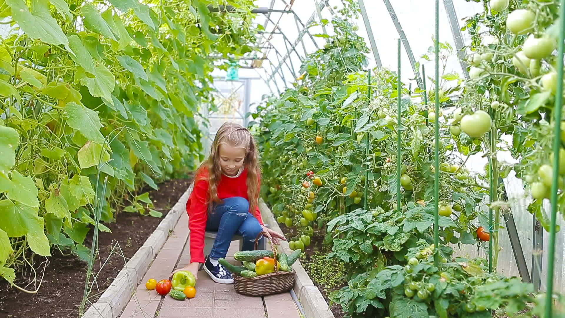 可爱的小女孩在温室里收割黄瓜、西红柿和西红柿视频的预览图