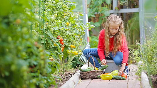 可爱的小女孩在温室里收集黄瓜、西红柿和西红柿视频的预览图