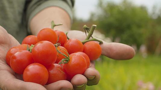 西红柿里拿着西红柿视频的预览图