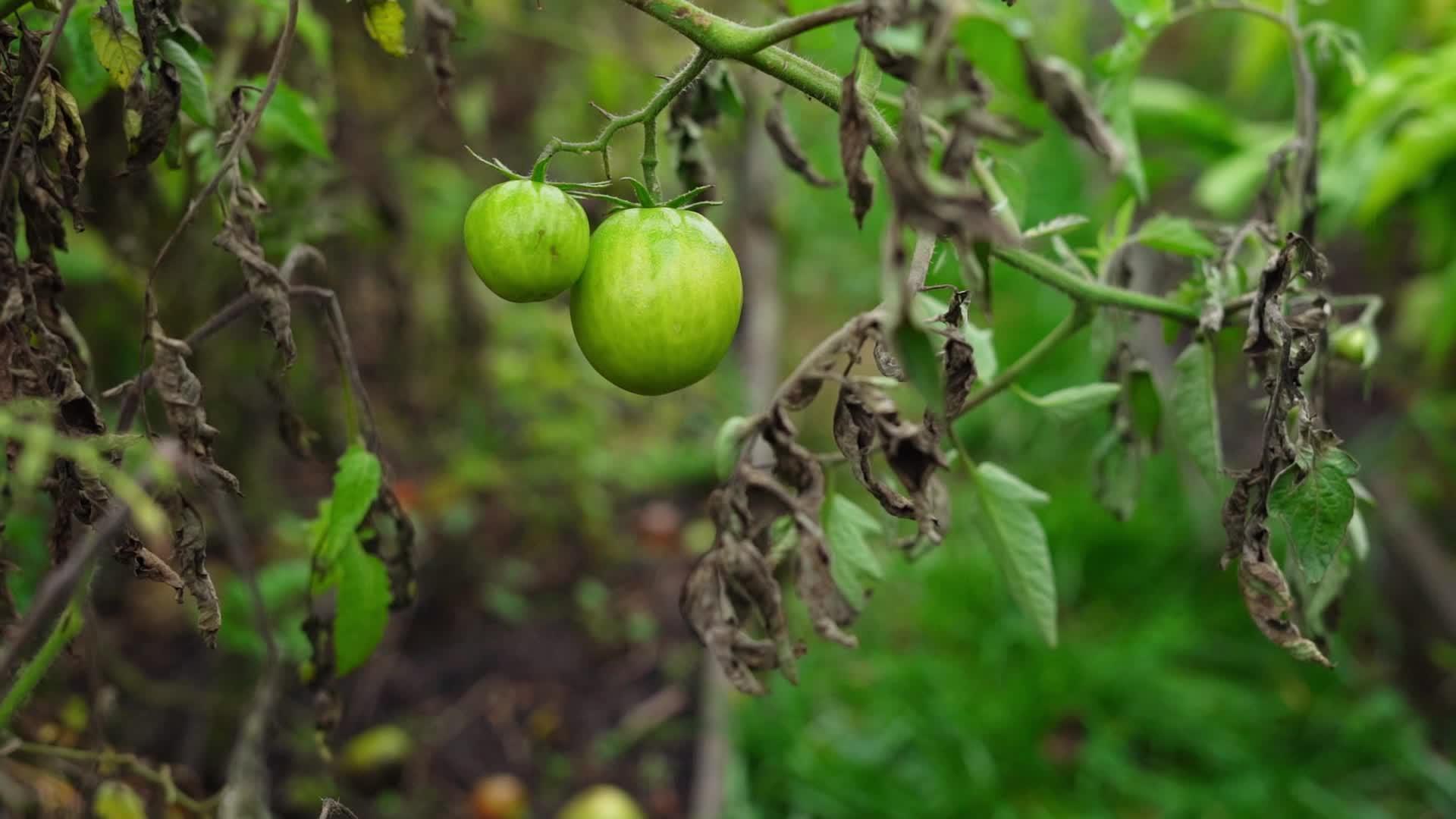慢慢地在灌木丛中种植两个绿色的西红柿视频的预览图