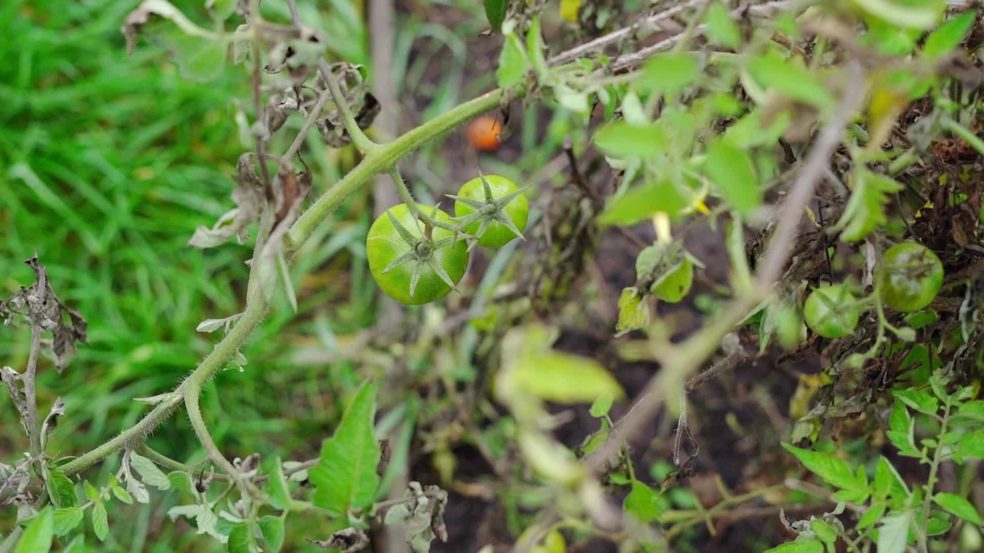 一张旋转的照片两个绿色的西红柿在一张花园床上慢慢移动视频的预览图