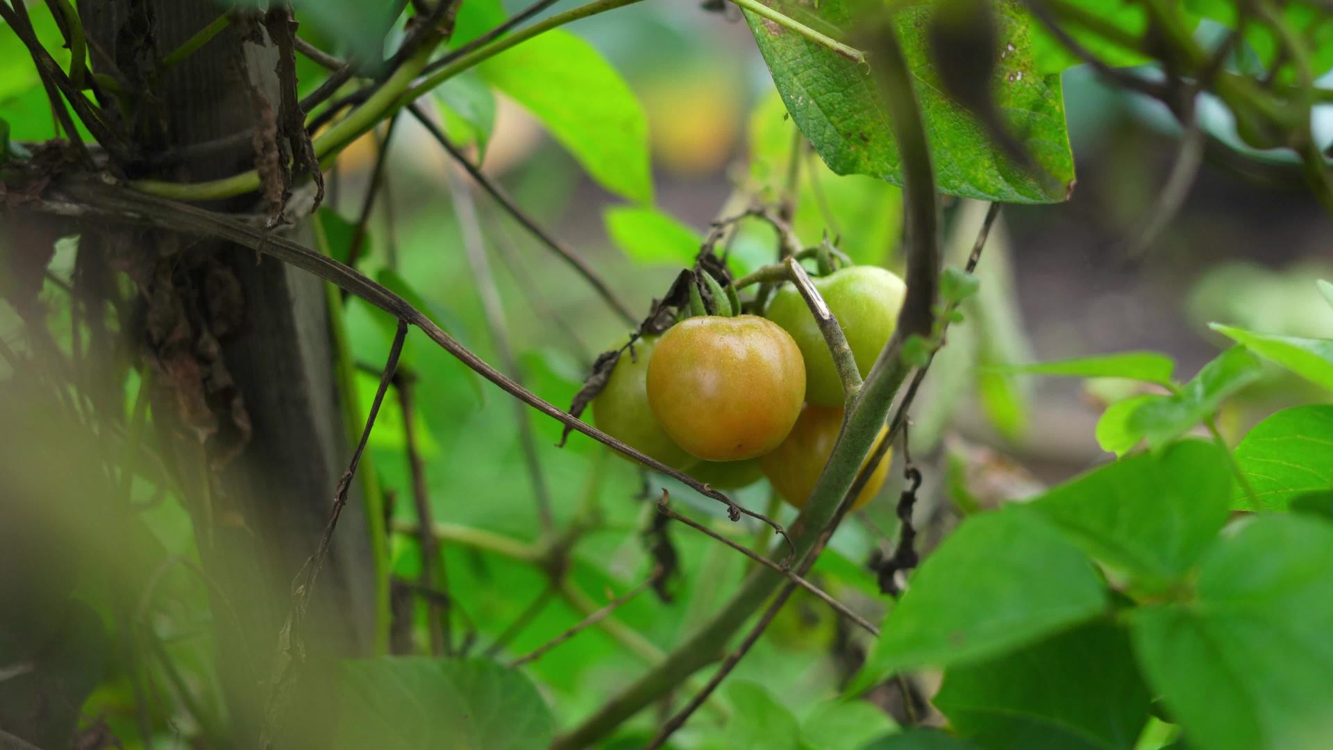 灌木丛中生长着一群小番茄视频的预览图
