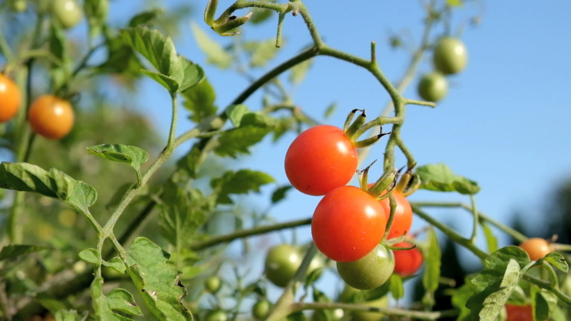 白樱桃番茄视频的预览图