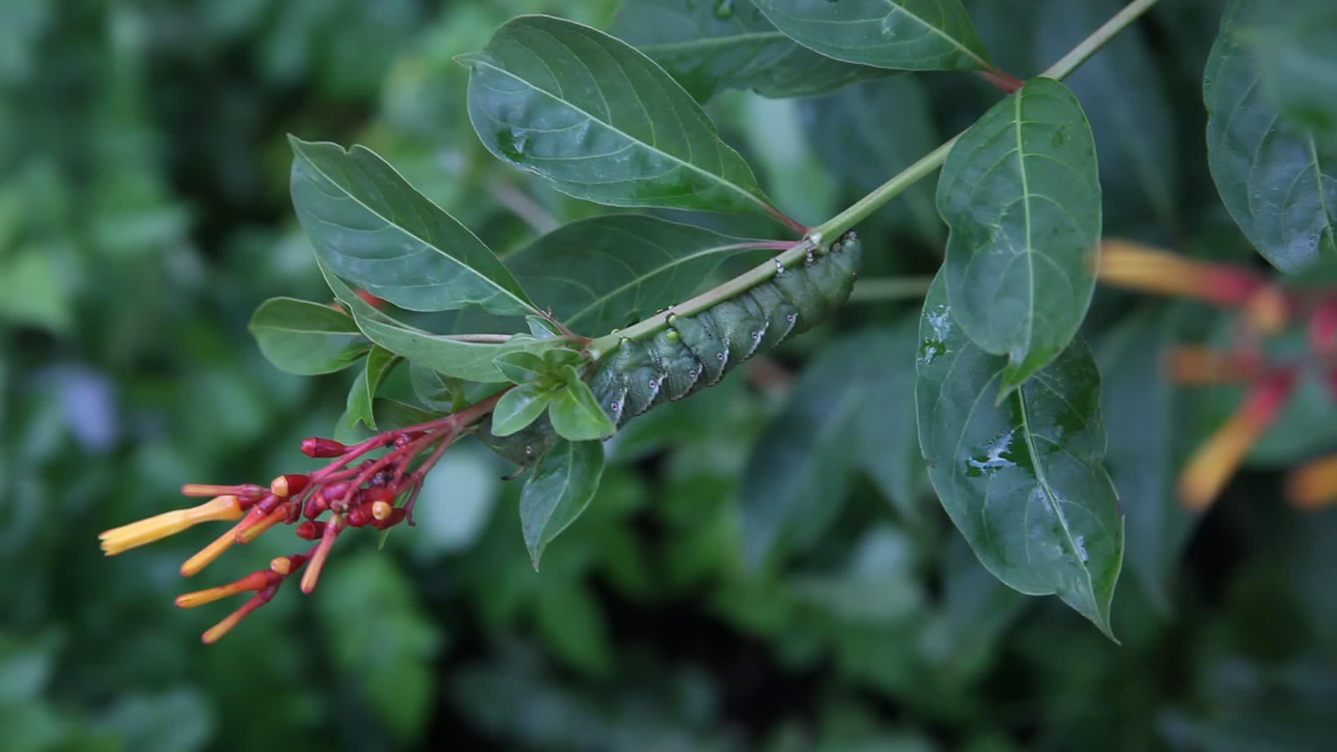 西红柿角虫quinquemaculata视频的预览图