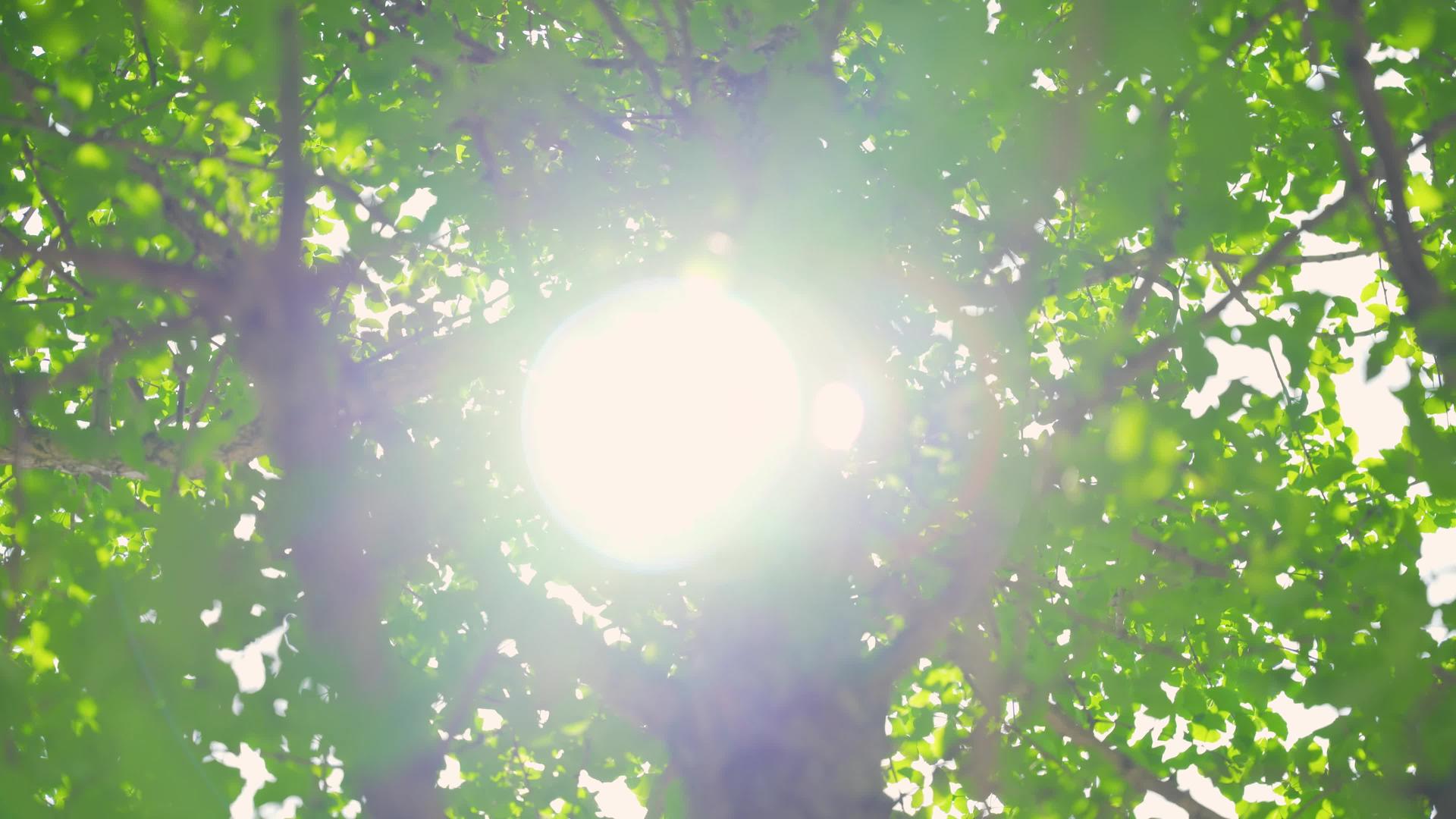 夏日炎热的阳光太阳穿过树叶和叶子视频的预览图