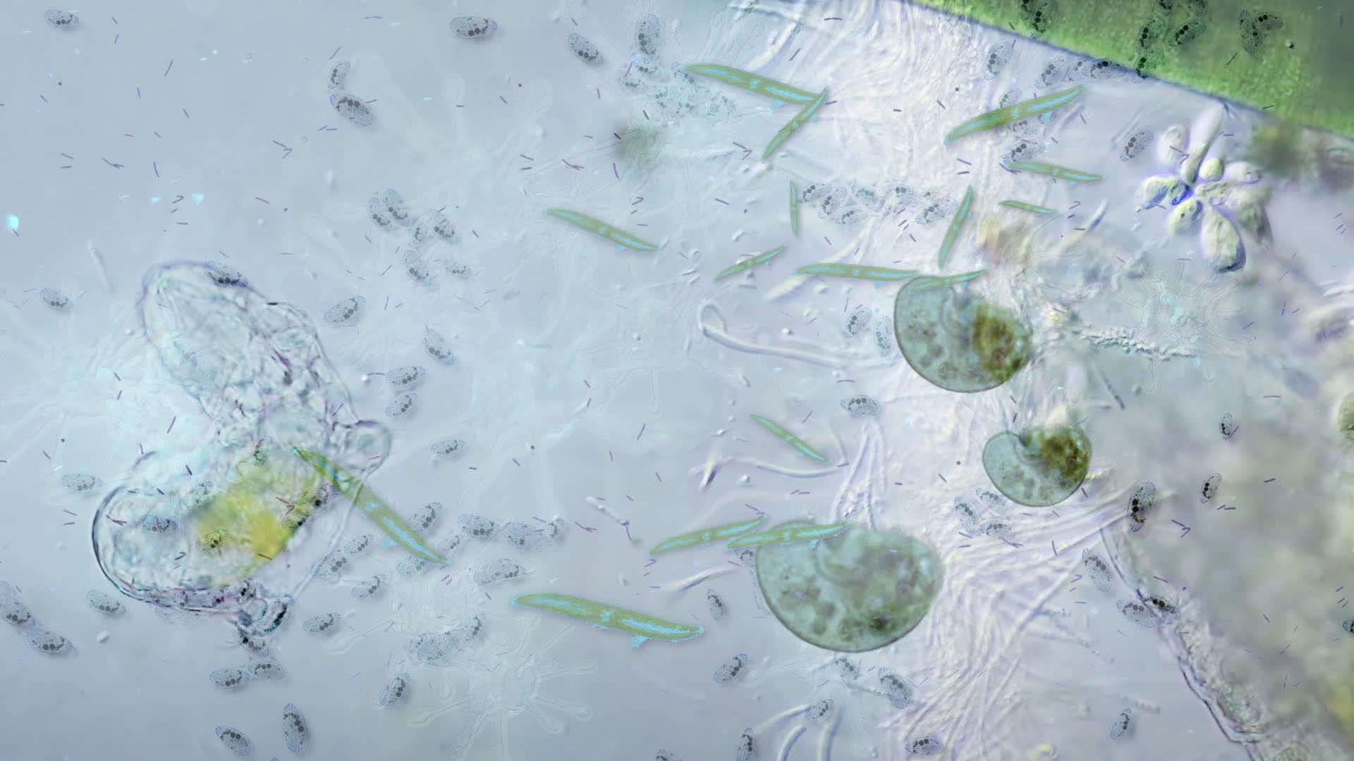 动画显微镜下的细菌视频的预览图