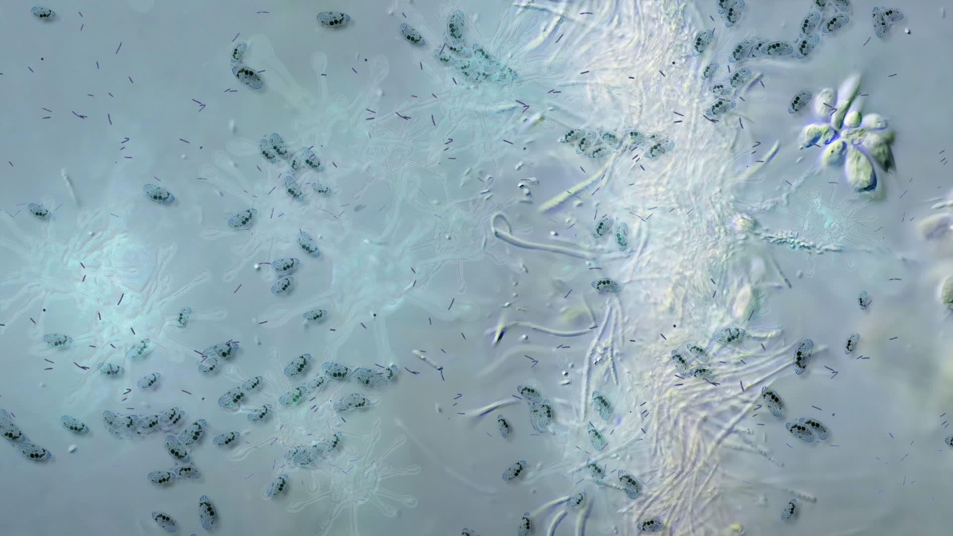 显微镜下的细菌视频的预览图