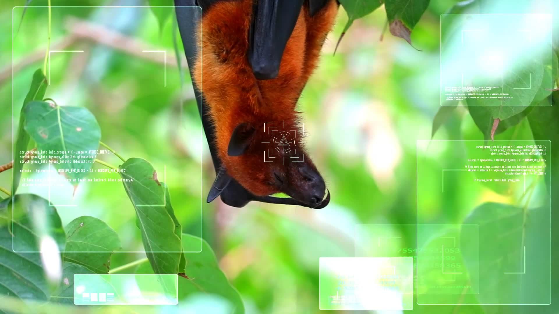 莱尔飞狐贴在树枝上低着头睡觉法律禁止贸易和食物视频的预览图