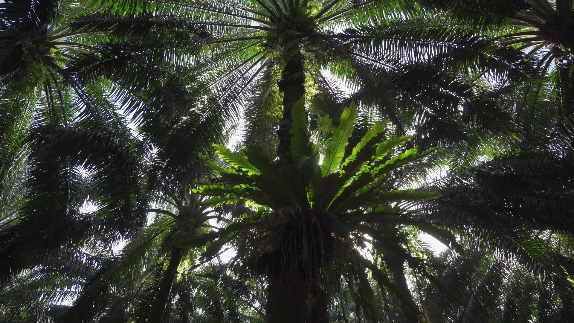 油棕榈种植园富含油棕榈视频的预览图