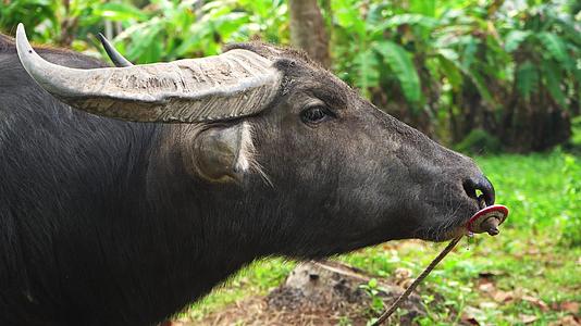 一头被鼻环捆绑的水牛在亚西娅的热带丛林里吃草视频的预览图