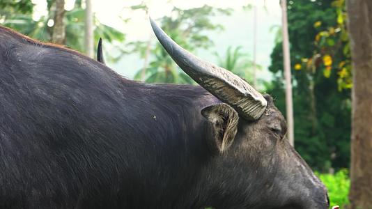 一头被鼻环捆绑的水牛在亚西娅的热带丛林里吃草视频的预览图