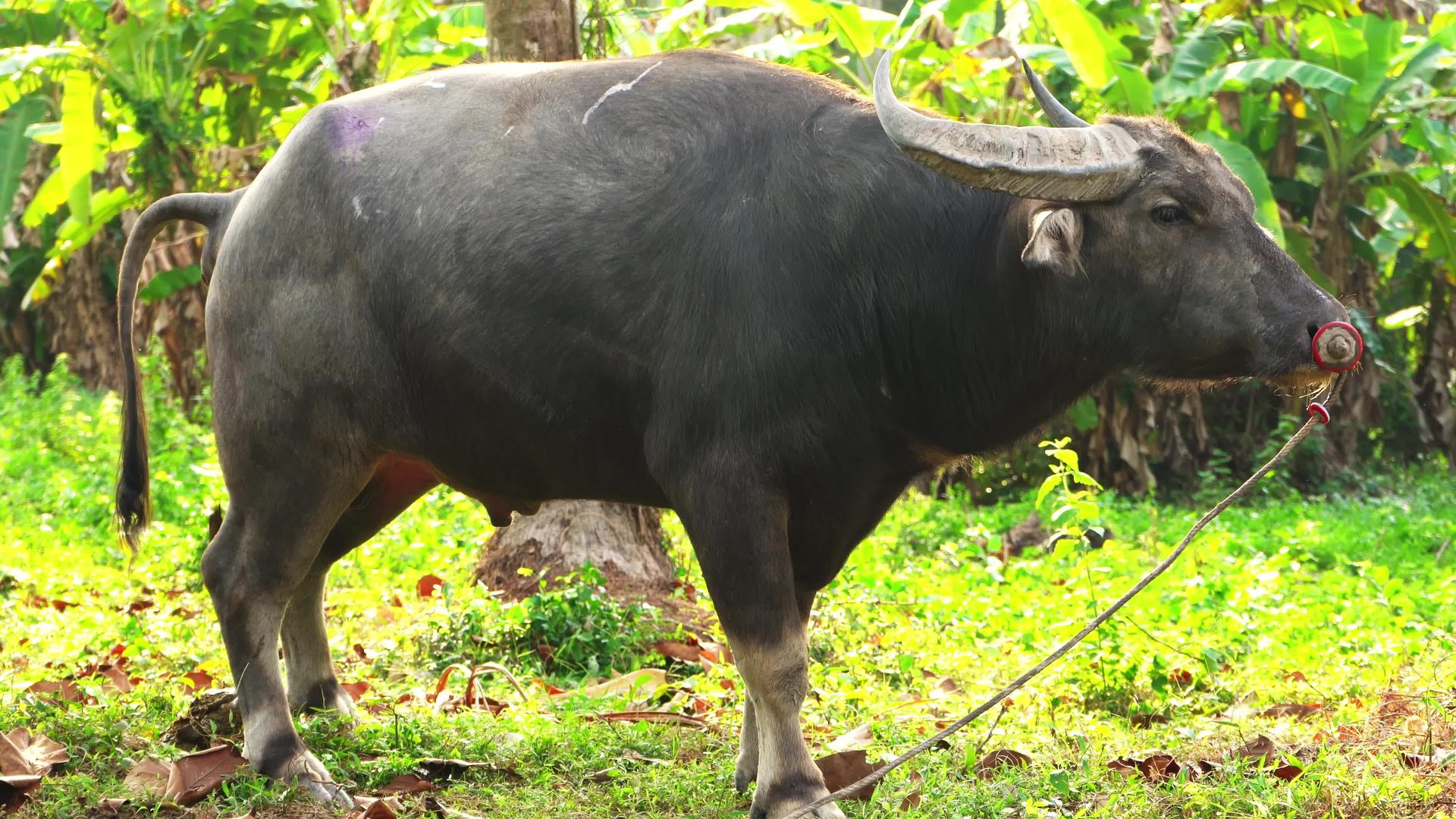 一头被鼻环捆绑的水牛在亚西娅的热带丛林里吃草野牛在那里视频的预览图