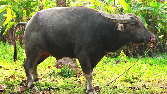 一头被鼻环捆绑的水牛在亚西娅的热带丛林里吃草野牛在那里视频的预览图