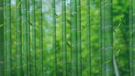 竹海竹林背景视频4K视频的预览图