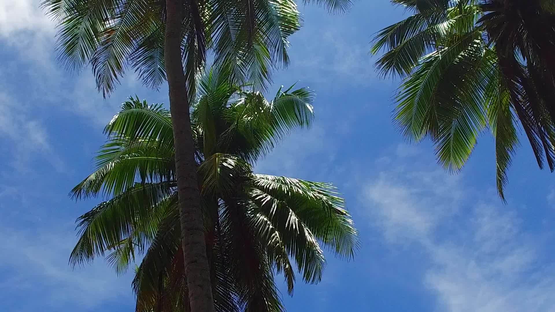 浅滩的生活方式在棕榈树附近有蓝色的水环礁湖和白色的沙底背景视频的预览图