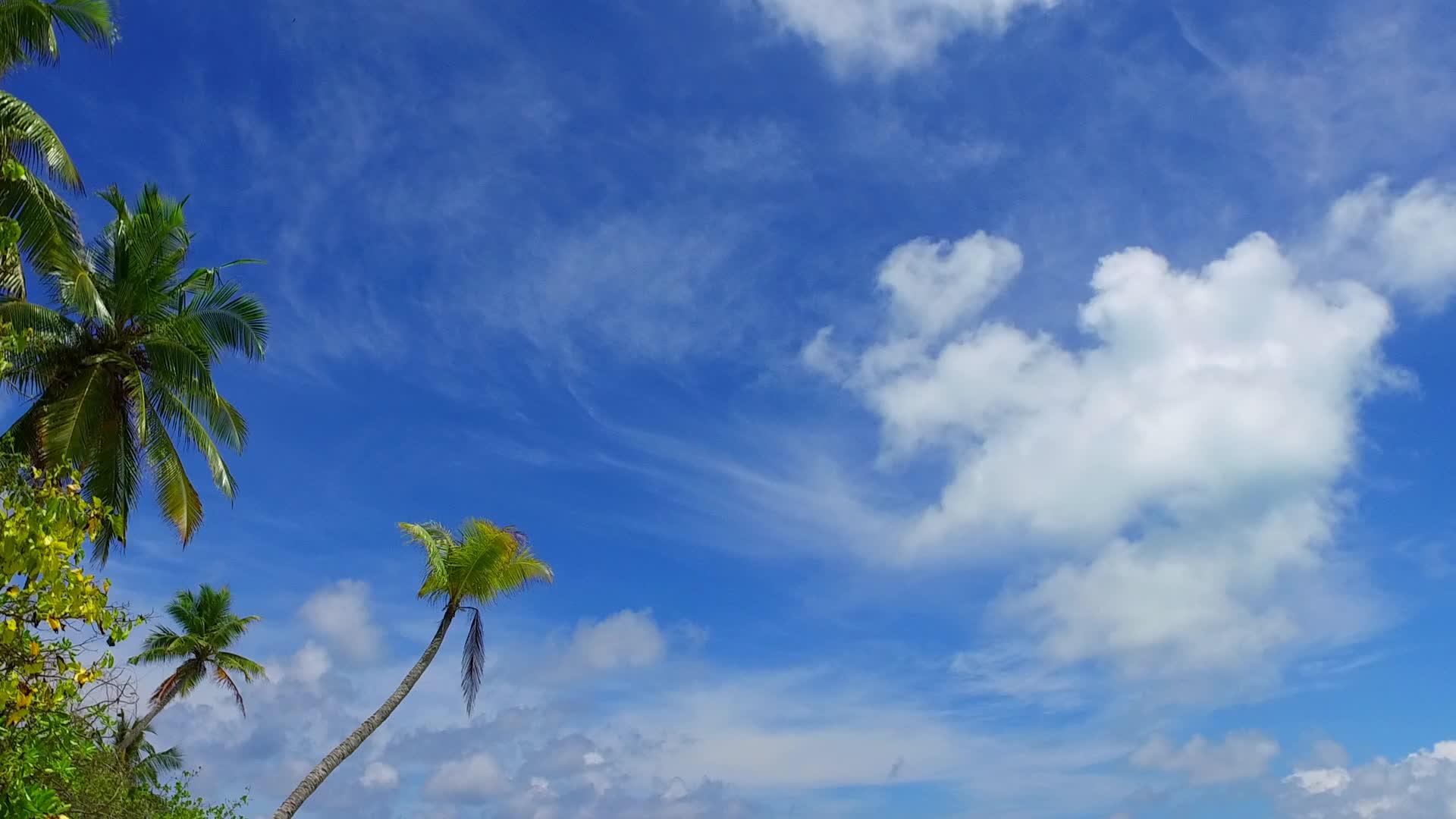 棕榈树附近的蓝色水域和清洁海滩背景的浅蓝色水域阳光明媚视频的预览图