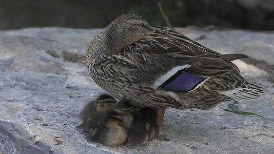 鸭妈妈护着小鸭宝宝视频的预览图