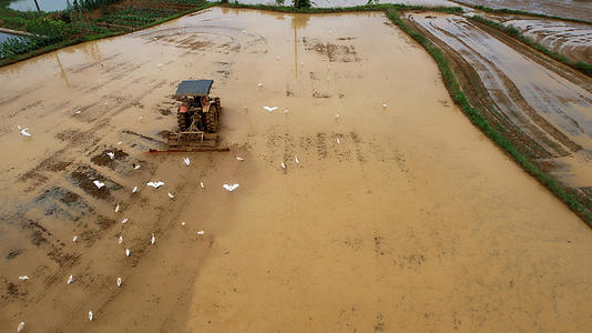 4K航拍农业农民机械翻土水田白鹭视频视频的预览图