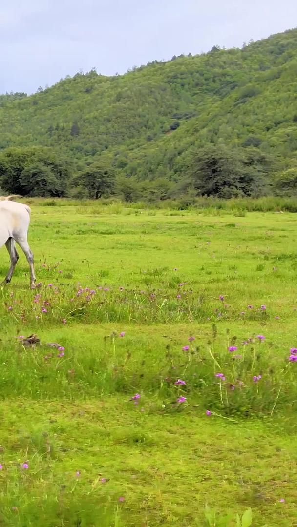 云南拉普达措国家公园5A景区视频的预览图