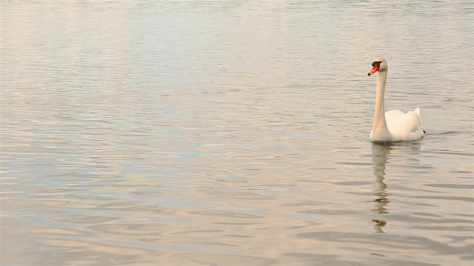 美丽的白天鹅漂浮在湖中漂浮在公园的户外视频的预览图