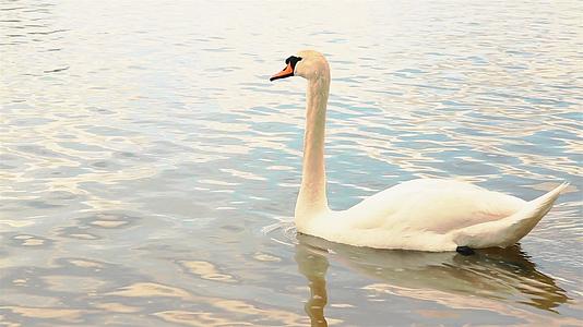 美丽的白天鹅春天在湖上游泳视频的预览图