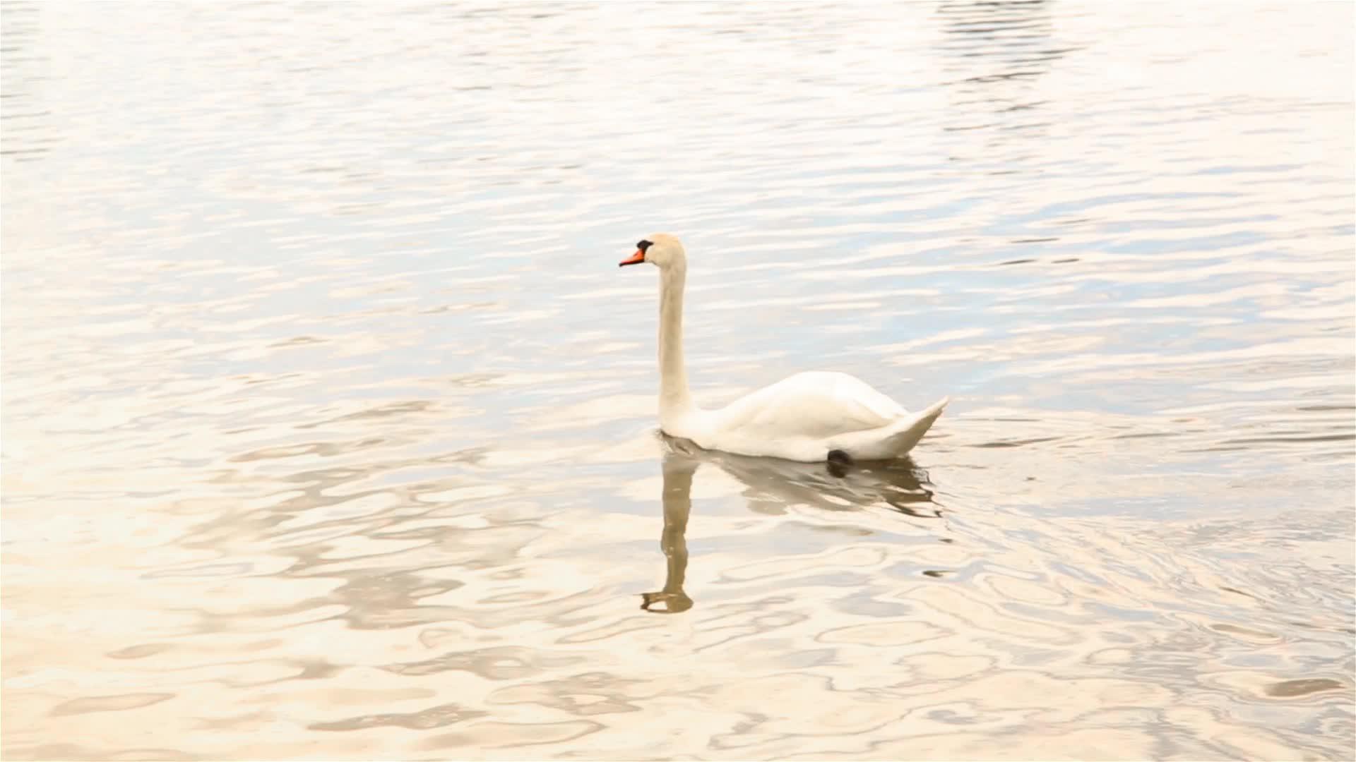 孤独的白天鹅漂浮在城市公园的池塘里hd视频的预览图
