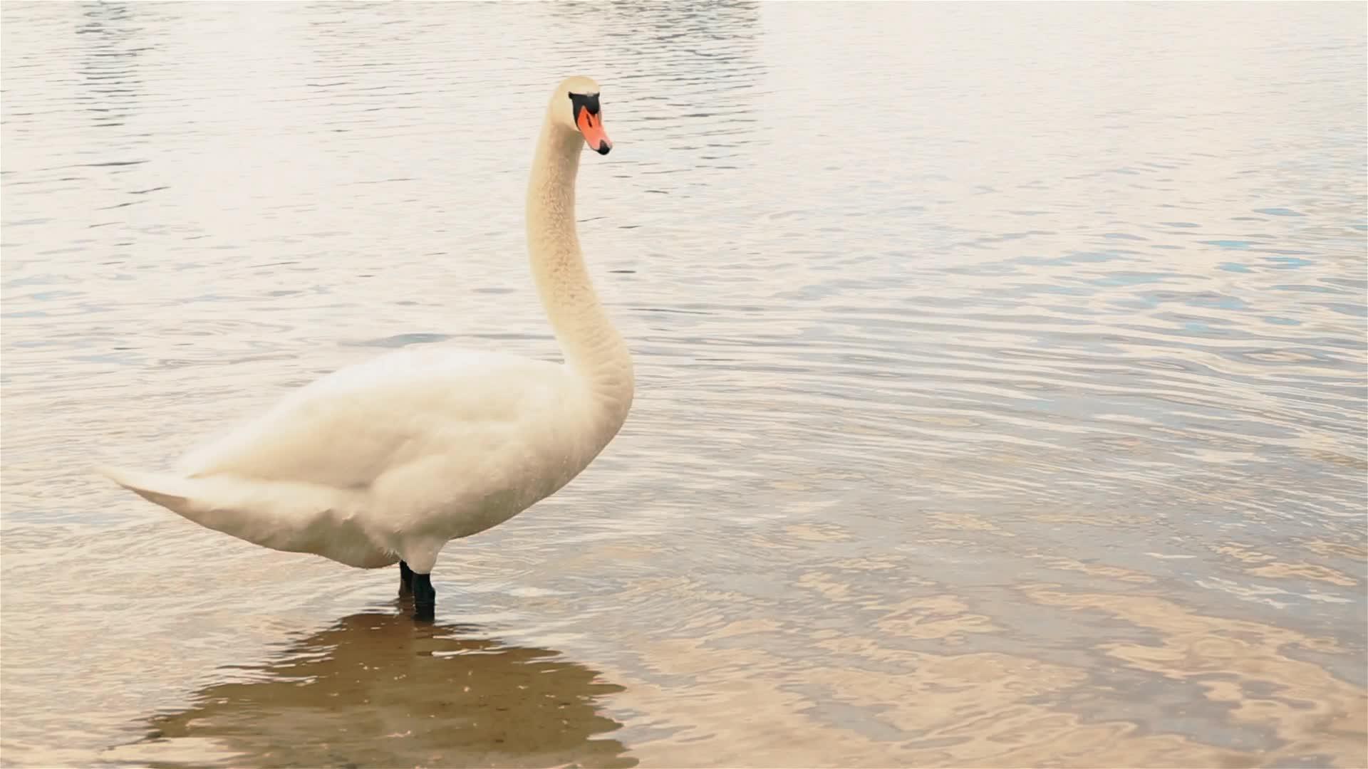 白天鹅在城市公园池塘里露天Hd视频的预览图